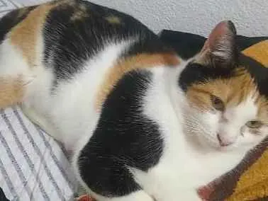 Gato raça Srd idade 7 a 11 meses nome Mirella 