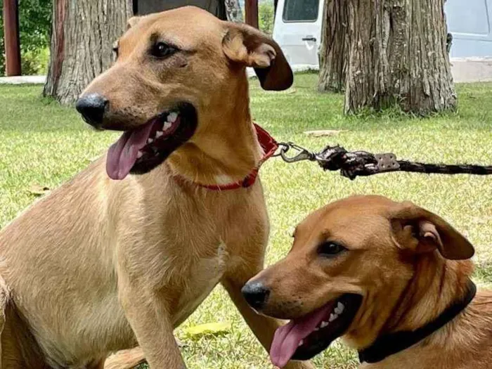 Cachorro raça SRD idade 7 a 11 meses nome Billy Paul