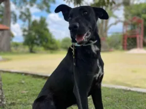 Cachorro raça SRD idade 1 ano nome Pompom