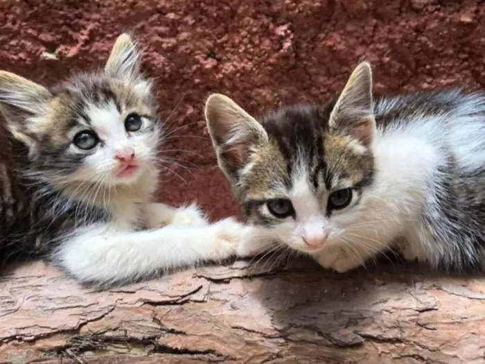 Gato raça SRD idade Abaixo de 2 meses nome Filhotes de 50 dias
