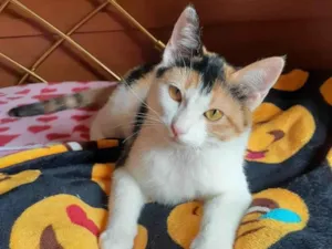 Gato raça Srd idade 2 a 6 meses nome Amora