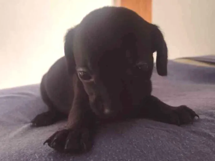 Cachorro ra a Vira lata  idade Abaixo de 2 meses nome Sem nomes 
