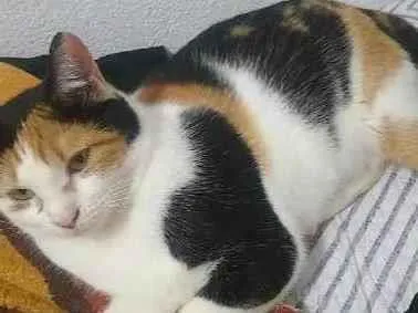 Gato raça Srd idade 7 a 11 meses nome Mirella 