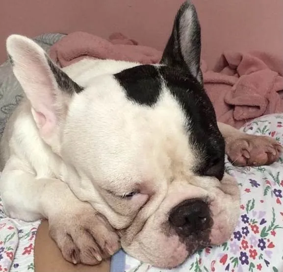 Cachorro raça Buldogue  idade 3 anos nome Kira 