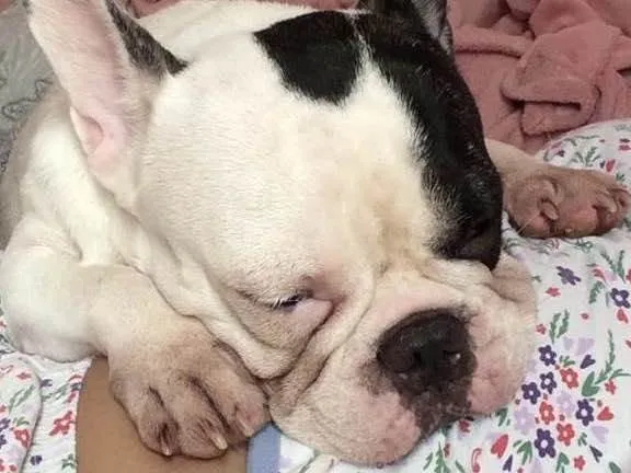 Cachorro raça Buldogue  idade 3 anos nome Kira 