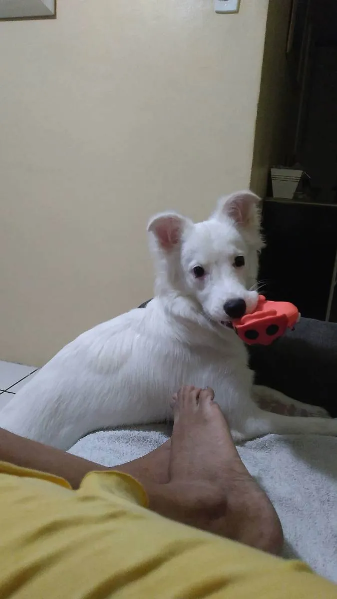 Cachorro ra a Não definida idade 2 a 6 meses nome Belinhw