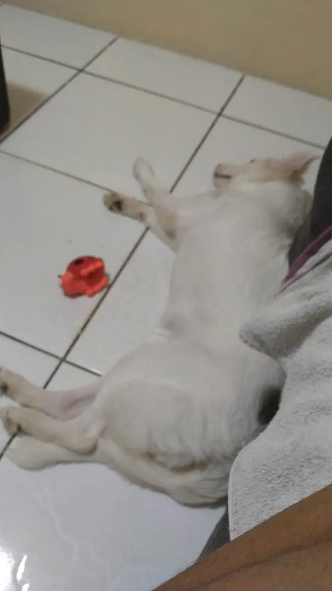 Cachorro ra a Não definida idade 2 a 6 meses nome Belinhw