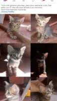 Gatinho