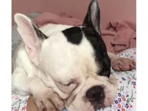 Cachorro raça Buldogue  idade 3 anos nome Kira 