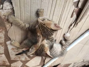 Gato raça  idade Abaixo de 2 meses nome Gatinho