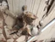 Gatinho