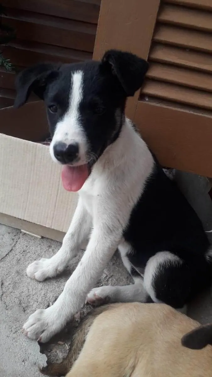 Cachorro ra a Vira-lata  idade 2 a 6 meses nome Pretinha e amarela