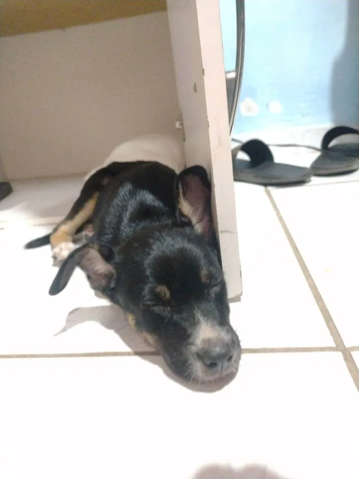 Cachorro raça Pé duro idade 2 a 6 meses nome Não tem