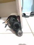 Não tem