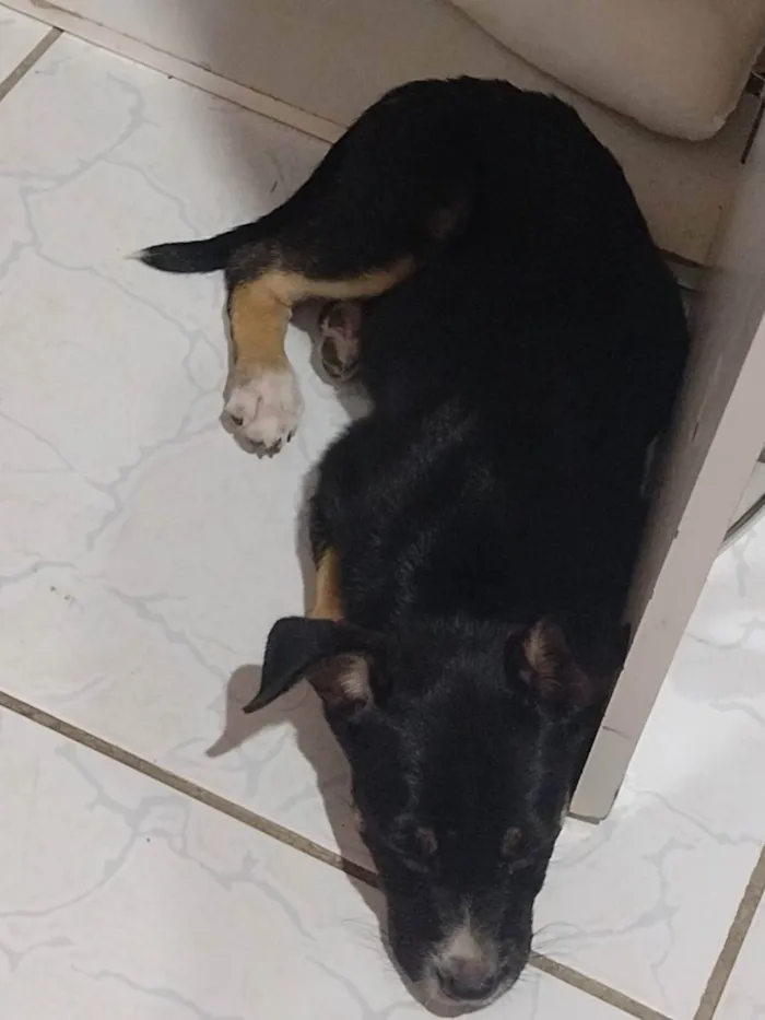 Cachorro raça Pé duro idade 2 a 6 meses nome Não tem