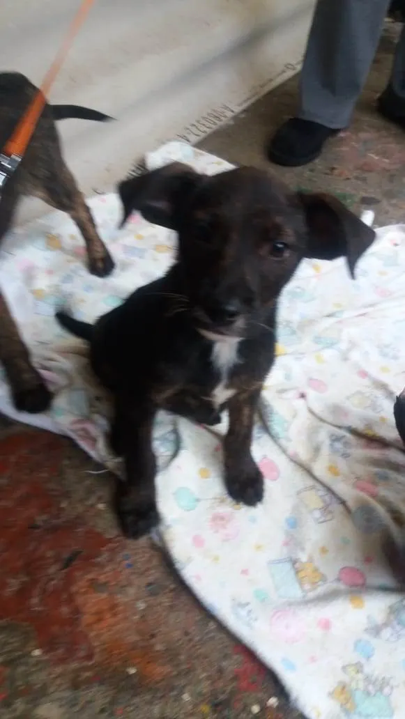 Cachorro ra a SRD idade 2 a 6 meses nome Filhotes