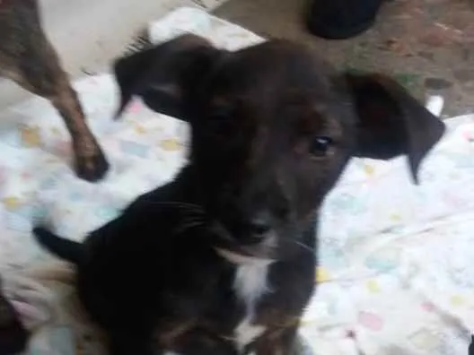 Cachorro ra a SRD idade 2 a 6 meses nome Filhotes