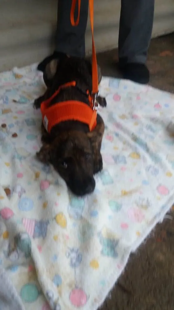 Cachorro ra a SRD idade 2 a 6 meses nome Filhotes