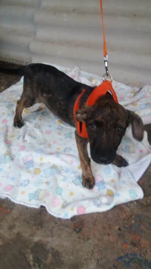 Cachorro ra a SRD idade 2 a 6 meses nome Filhotes