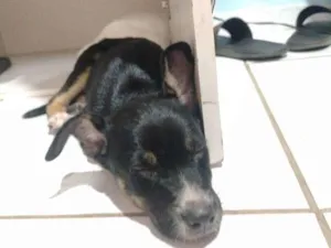 Cachorro raça Pé duro idade 2 a 6 meses nome Não tem