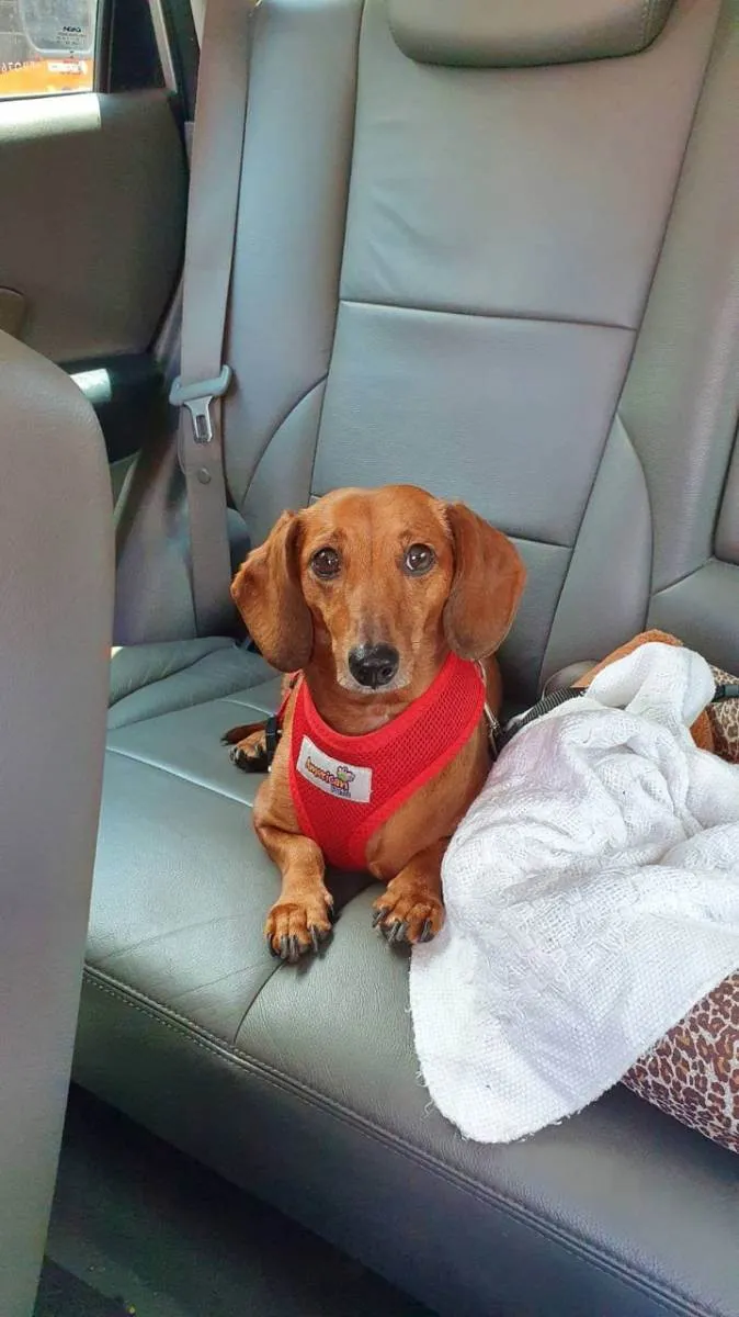 Cachorro ra a Dachshund idade 6 ou mais anos nome Belinha