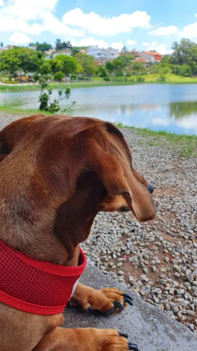 Cachorro ra a Dachshund idade 6 ou mais anos nome Belinha