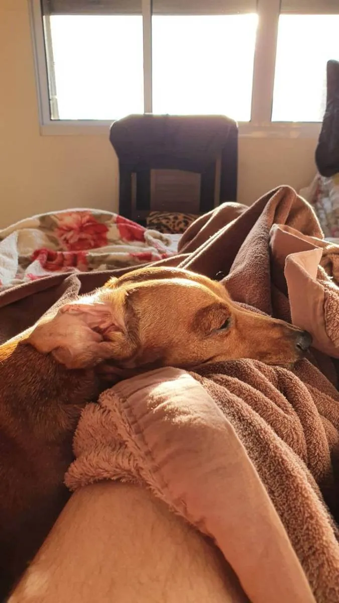 Cachorro ra a Dachshund idade 6 ou mais anos nome Belinha