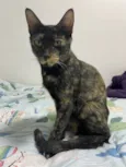 Mãezinha