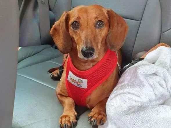 Cachorro ra a Dachshund idade 6 ou mais anos nome Belinha