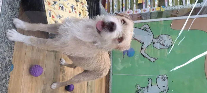 Cachorro raça Srd idade 1 ano nome Pérola 