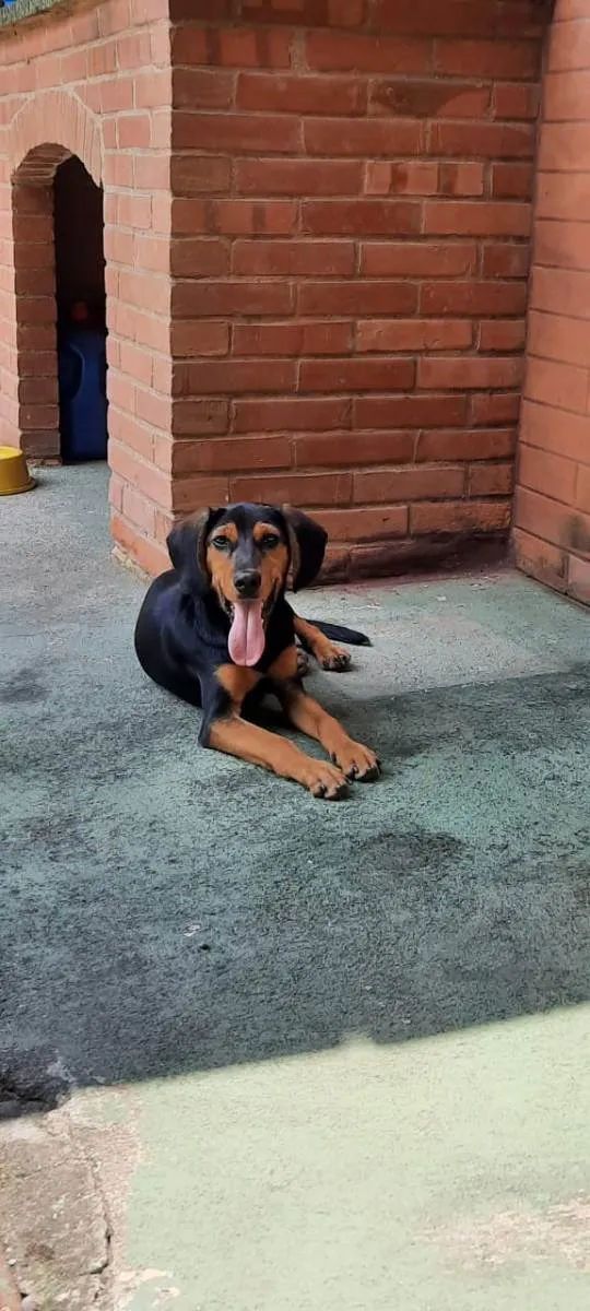 Cachorro ra a vira-lata idade 7 a 11 meses nome CHOKITO