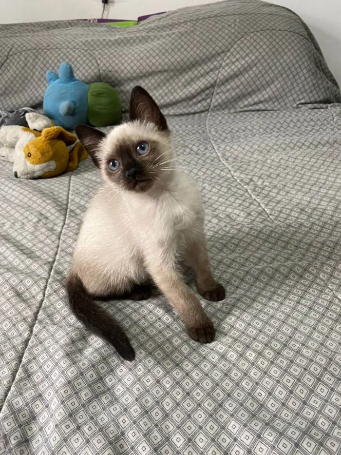 Gato raça srd idade Abaixo de 2 meses nome Querubim