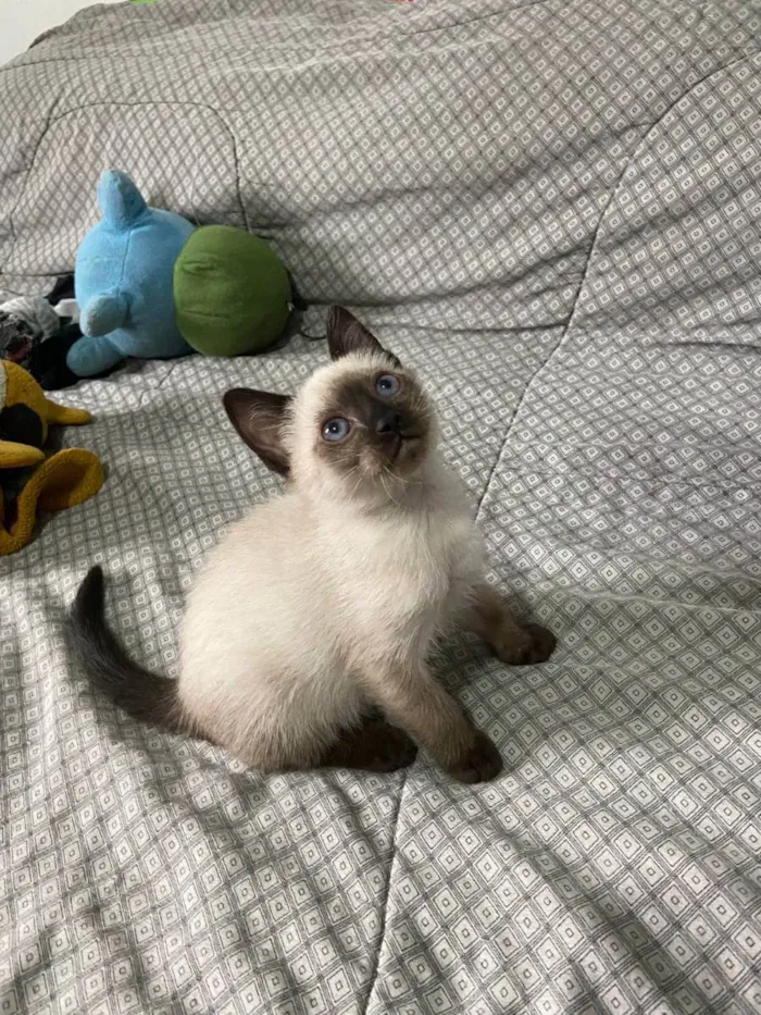 Gato raça srd idade Abaixo de 2 meses nome Querubim