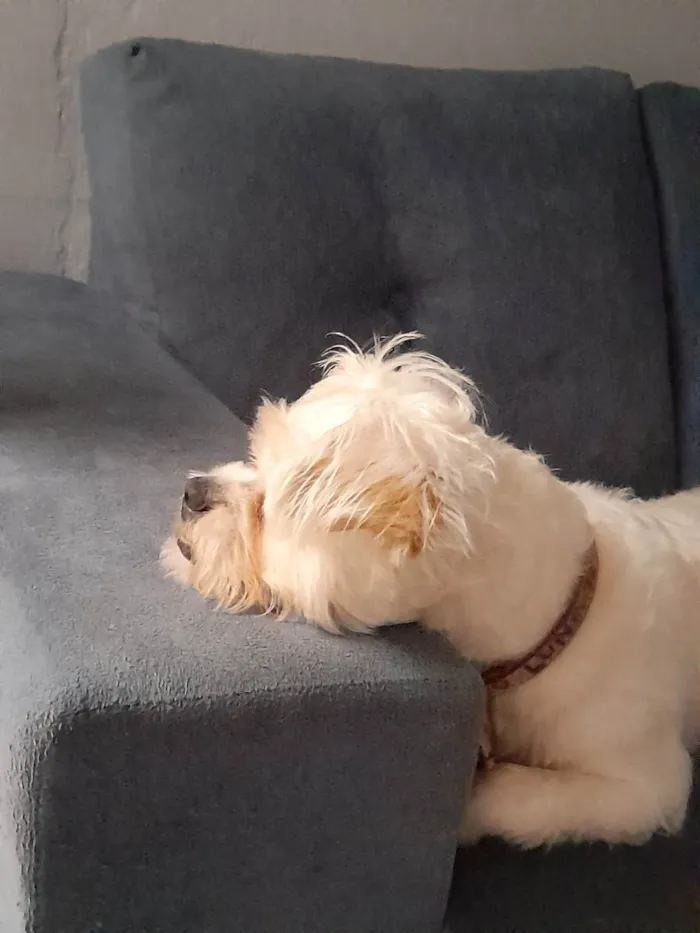 Cachorro ra a Srd idade 2 anos nome Luna