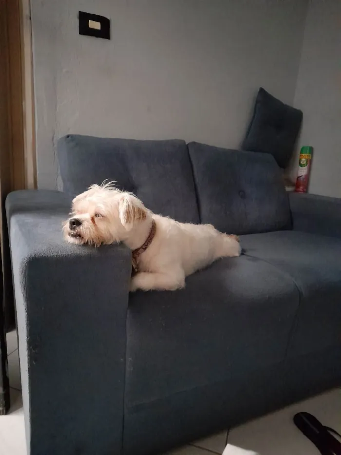 Cachorro ra a Srd idade 2 anos nome Luna