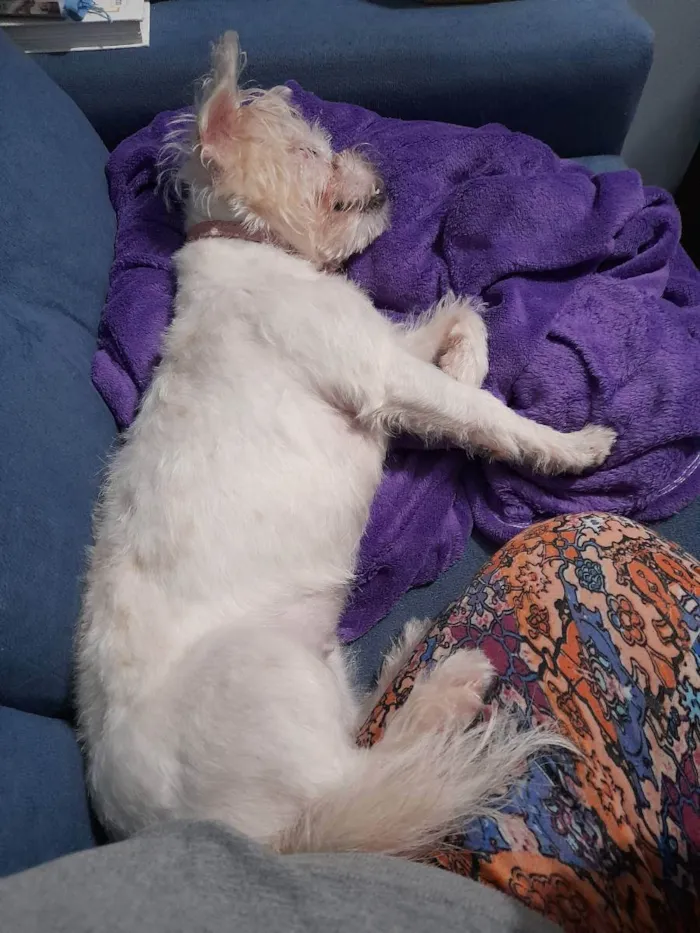 Cachorro ra a Srd idade 2 anos nome Luna