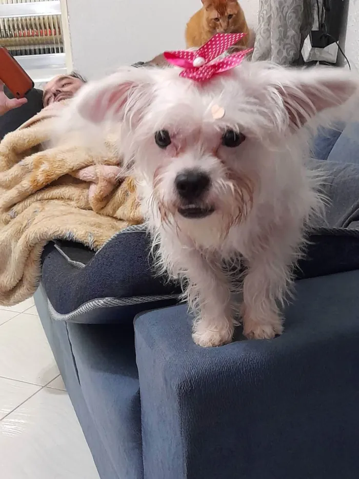 Cachorro ra a Srd idade 2 anos nome Luna