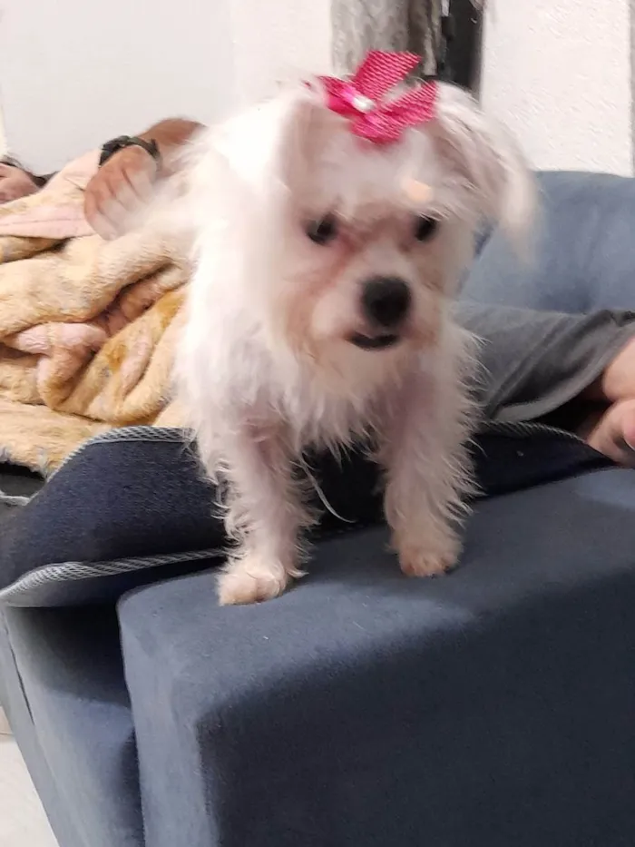 Cachorro ra a Srd idade 2 anos nome Luna