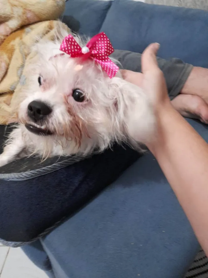 Cachorro ra a Srd idade 2 anos nome Luna