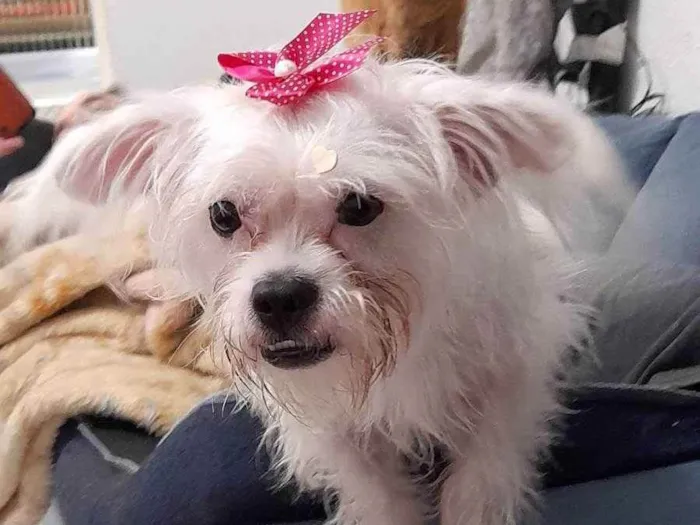 Cachorro ra a Srd idade 2 anos nome Luna