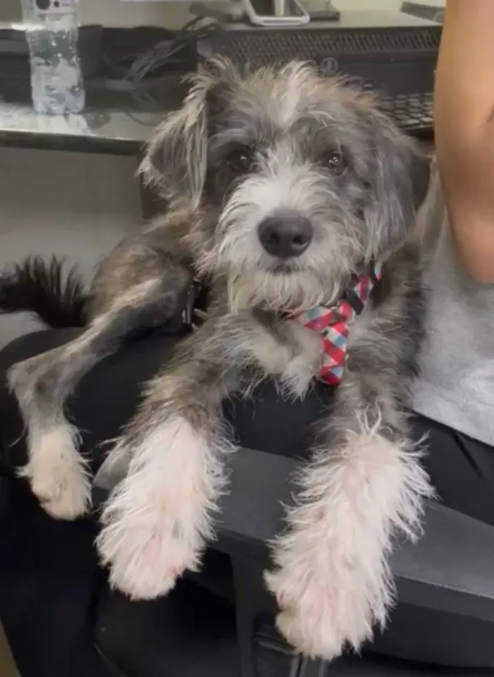 Cachorro raça Srd idade 7 a 11 meses nome Farofa