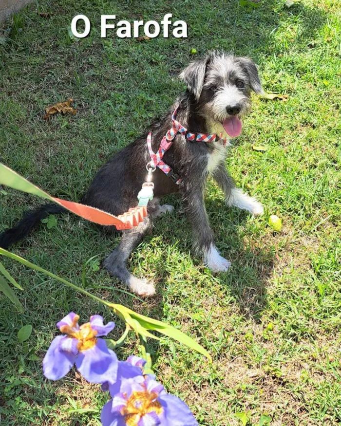 Cachorro raça Srd idade 7 a 11 meses nome Farofa