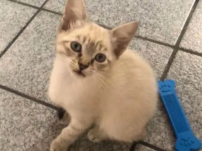 Gato raça srd idade Abaixo de 2 meses nome Zazu