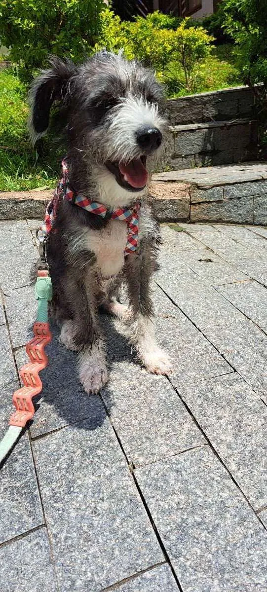 Cachorro raça Srd idade 7 a 11 meses nome Farofa