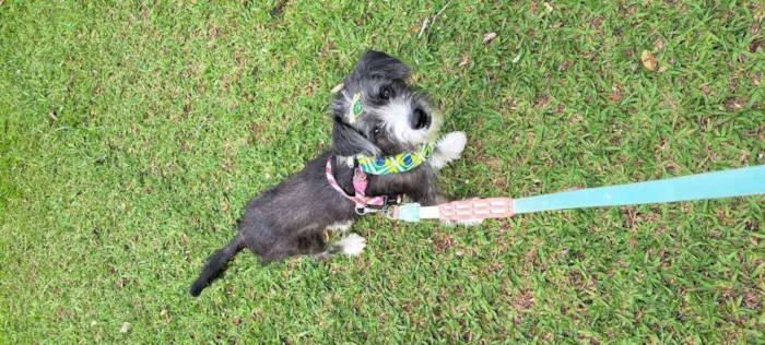 Cachorro raça Srd idade 7 a 11 meses nome Farofa