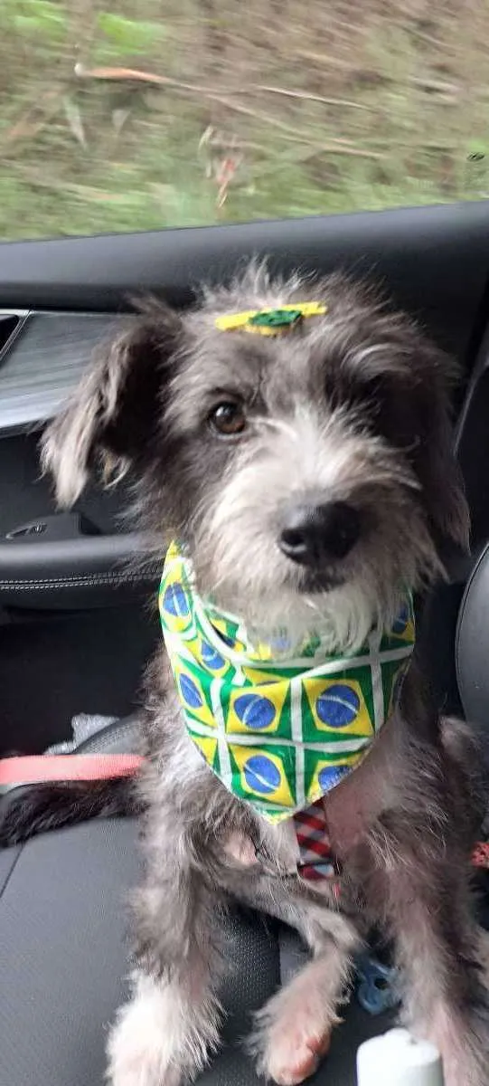 Cachorro raça Srd idade 7 a 11 meses nome Farofa