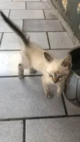 Gato raça srd idade Abaixo de 2 meses nome Zazu