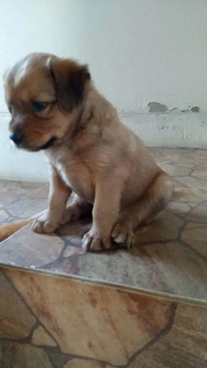 Cachorro ra a Viralata com chow_chow idade Abaixo de 2 meses nome Sem nomes