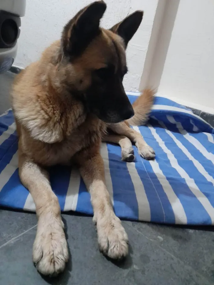 Cachorro ra a Pastor belga idade 3 anos nome Pastor