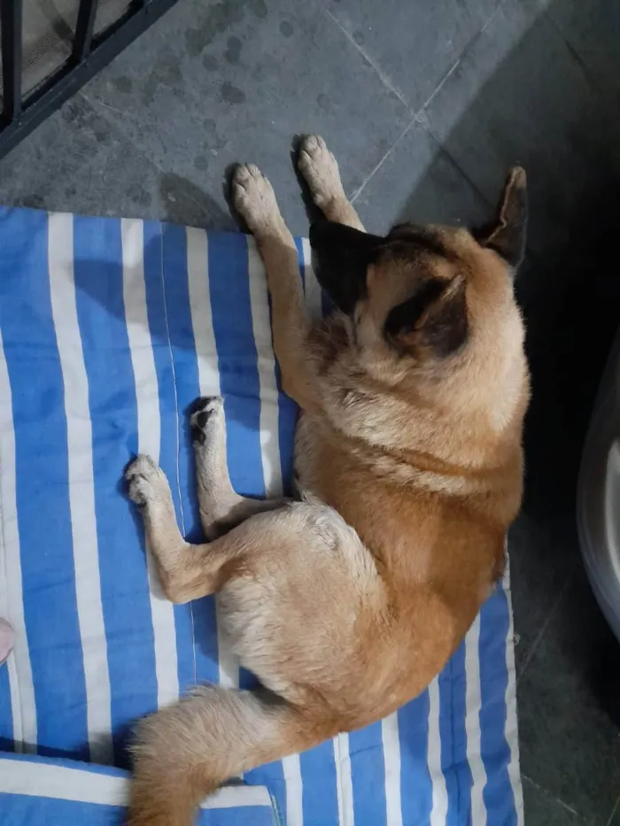 Cachorro ra a Pastor belga idade 3 anos nome Pastor